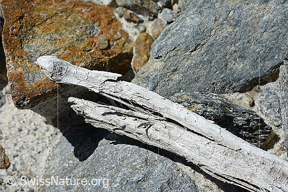 Foto: Holzfund Nr. 2 am Unteraargletscher.
Dieses Foto zeigt das Holzstück von Holzfund Nr 2 am Fundort. Länge: ca. 15cm.
Alter: Radiokarbonalter 2465 +/- 23 Jahre vor heute.