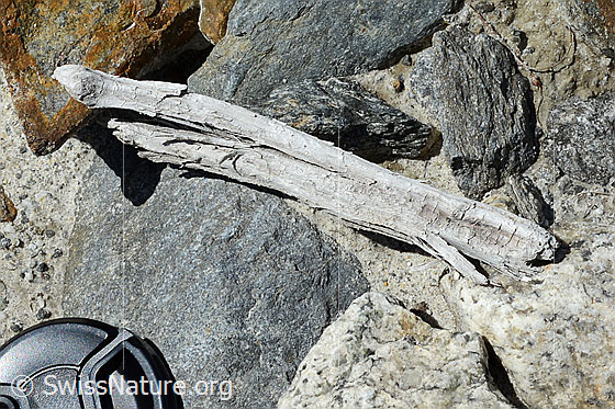 Foto: Holzfund Nr. 2 am Unteraargletscher.
Dieses Foto zeigt das Holzstück von Holzfund Nr 2 am Fundort. Länge: ca. 15cm.
Alter: Radiokarbonalter 2465 +/- 23 Jahre vor heute.