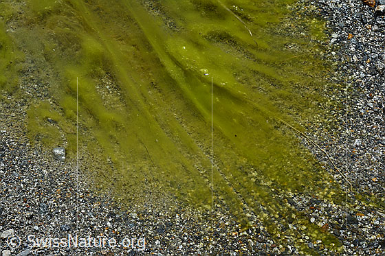 Foto: Algen in Tümpel im Gletschervorfeld