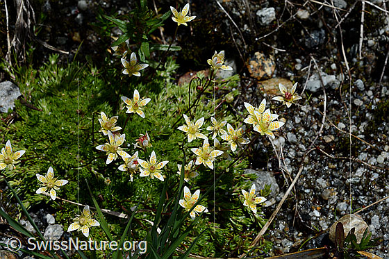 Foto: Moosartiger Steinbrech (Saxifraga bryoides). Blüten.