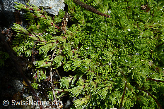 Foto: Moosartiger Steinbrech (Saxifraga bryoides). Blatt Rosettchen..