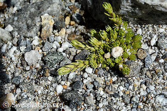 Foto: Moosartiger Steinbrech (Saxifraga bryoides). Blattrosetten.