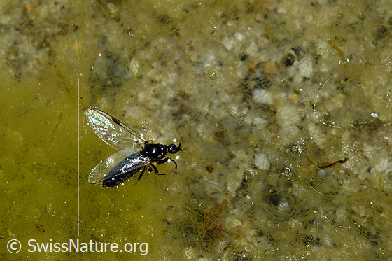 Foto: Wahrscheinlich Insekt aus der Familie der Haarmücken (Bibionidae). Auf der Wasseroberfläche eines stehenden Gewässers waren mehrere dieser Insekten erkennbar. Sie regten sich nicht mehr.