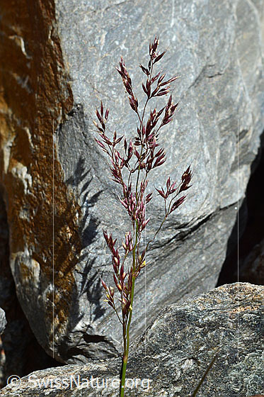 Violetter Schwingel (Festuca violacea)