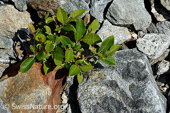 Foto: Wahrscheinlich Sal-Weide (Salix caprea), auch Palm-Weide genannt.