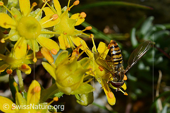 Foto: Hainschwebfliege (Episyrphus balteatus) auf Blüten des bewimperten Steinbrechs sitzend. Ansicht von schräg oben. Flügel seitlich ausgeklappt. Wird auch Gemeine Winterschwebfliege genannt. Weibchen.