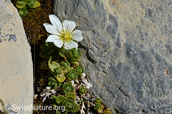 Foto: Einblütiges Hornkraut (Cerastium uniflorum). Ganze Pflanze.