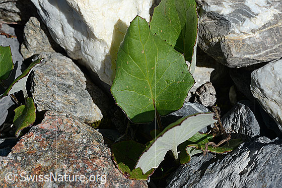 Photo: Tussilago farfara. Leaves.
