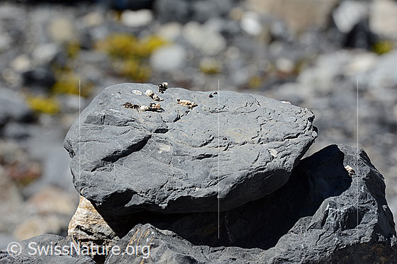 Photo: Bird droppings on boulder made of limestone.
