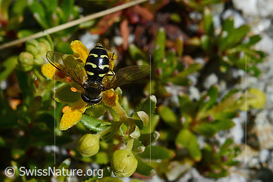Foto: Mondfleck-Feldschwebfliege (Eupeodes luniger) auf Blüte des bewimperten Steinbrechs (Saxifraga aizoides). Ansicht von oben. Flügel seitwärts aufgeklappt.