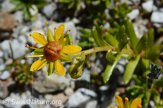 Photo: Saxifraga aizoides. Blossom.