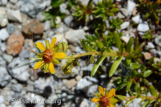 Photo: Saxifraga aizoides. Whole plant.