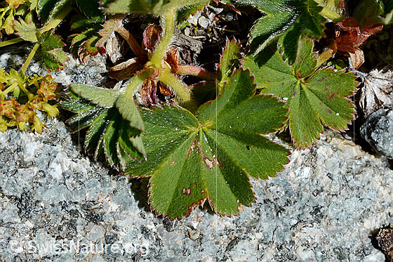 Foto: Wahrscheinlich Weichhaariger Frauenmantel  (Alchemilla hybrida). Blätter.