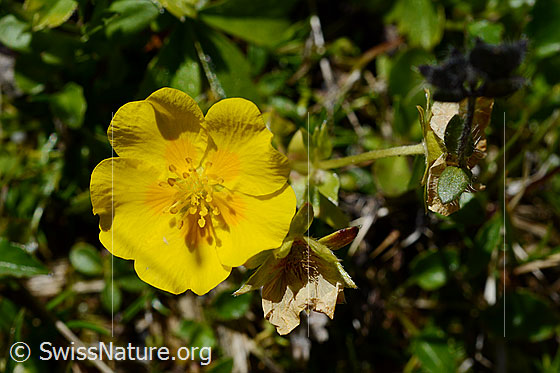 Gold-Fingerkraut (Potentilla aurea)