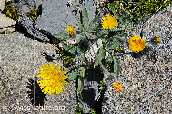 Photo: Hieracium piliferum. Whole plant.