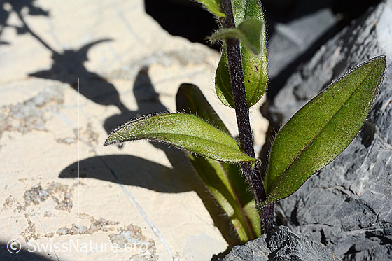 Photo: Myosotis alpestris. Stem and leaves.