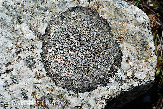 Graue Kraterflechte (Aspicilia cinerea)