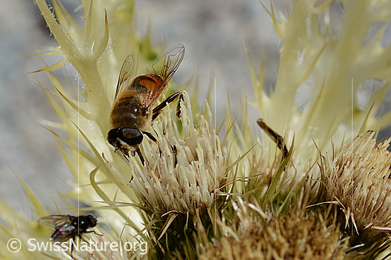 Foto: Mistbiene (Eristalis tenax) auf Alpen-Kratzdistel (Cirsium spinosissimum). Männchen.