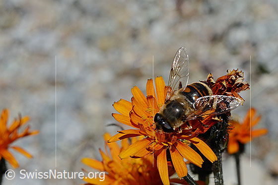 Foto: Mistbiene (Eristalis tenax) auf Gold-Pippau (Crepis aurea). Weibchen. Ansicht von schräg oben.