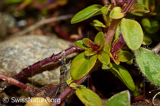 Foto: Arznei-Thymian (Thymus pulegioides). Blätter und Triebe.