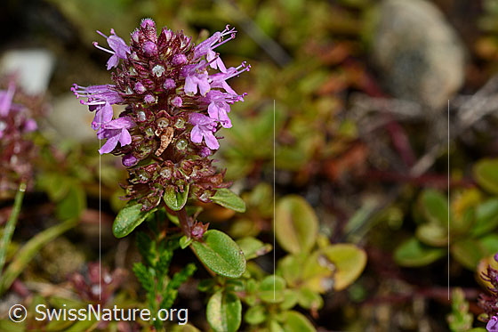 Photo: Thymus pulegioides. Inflorescence. Blossoms opened.