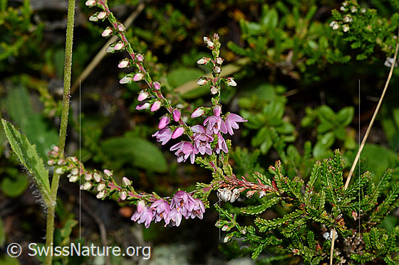 Photo: Calluna vulgaris. Blossoms and leaves.