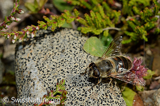 Foto: Mistbiene (Eristalis tenax) auf Stein sitzend. Weibchen. Der Stein ist mit Flechten besetzt. Ansicht von schräg vorne.