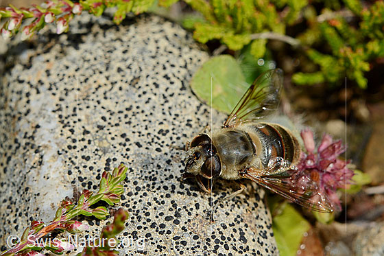 Foto: Mistbiene (Eristalis tenax). Weibchen. Ansicht von schräg oben.