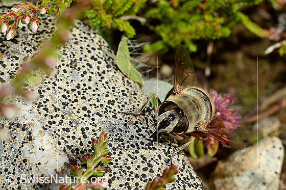 Foto: Mistbiene (Eristalis tenax). Weibchen. Ansicht von vorne.