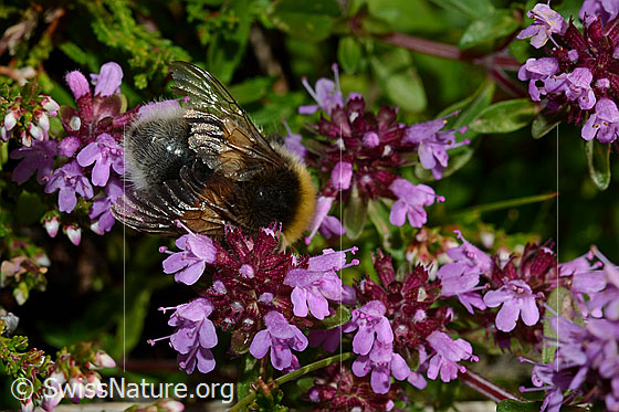 Photo: Probably Bombus lucorum on Thymus pulegioides. Length 9 - 16mm. View from above.