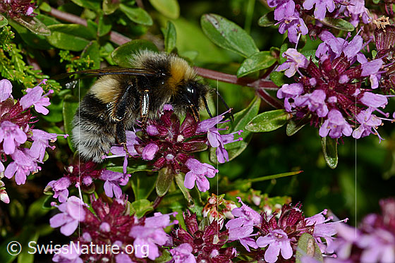 Foto: Wahrscheinlich Hellgelbe Erdhummel (Bombus lucorum) an Arznei-Thymian (Thymus pulegioides). Länge 9 - 16mm. Wird auch Helle Erdhummel genannt. Ansicht von der Seite.