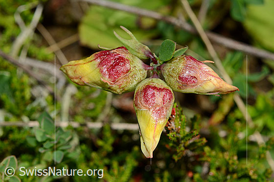 Foto: Gewöhnlicher Hornklee (Lotus corniculatus). Blüten kurz vor dem Öffnen.