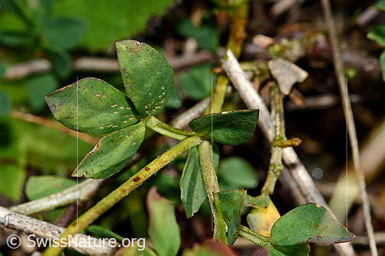 Foto: Gewöhnlicher Hornklee (Lotus corniculatus). Blätter.