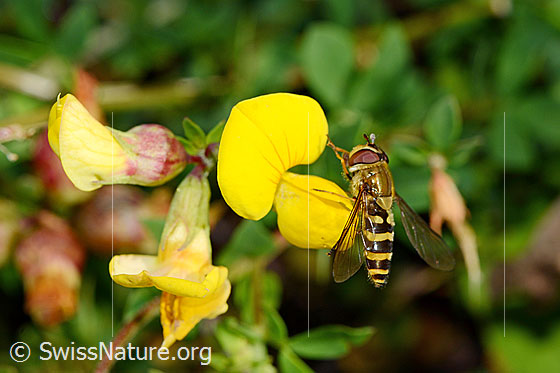 Foto: Grosse Schwebfliege (Syrphus ribesii) an Gewöhnlichem Hornklee (Lotus corniculatus). Länge 9-13mm.