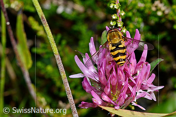 Foto: Grosse Schwebfliege (Syrphus ribesii) auf Rot-Klee (Trifolium pratense). Ansicht von oben. Länge 9 - 13mm.