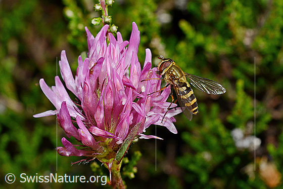 Photo: Syrphus ribesii on Trifolium pratense. View from the side. Length 9 - 13mm.