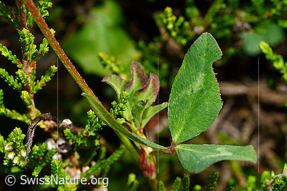 Photo: Trifolium pratense. Leaves.