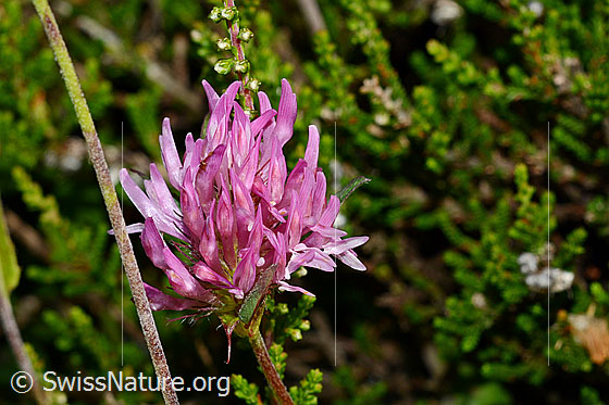Foto: Rot-Klee (Trifolium pratense). Blüte.
