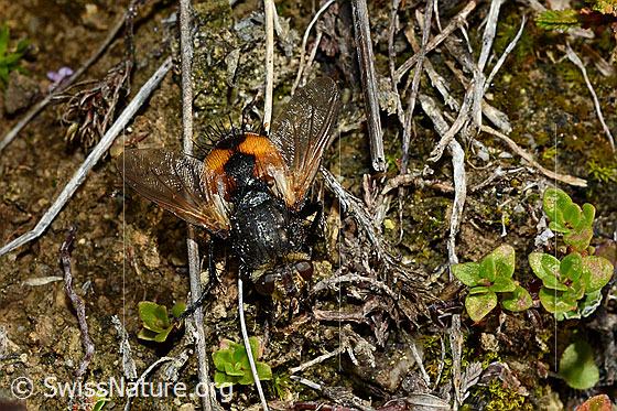 Photo: Tachina magnicornis. View from oblique above. Body length: 12-15mm