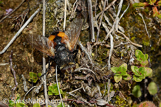 Tachina magnicornis (Raupenfliege)