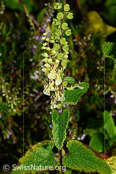Photo: Teucrium scorodonia. Inflorescence, stem and leaves.