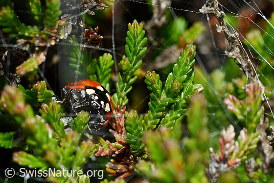 Foto: Siebenpunkt-Marienkäfer (Coccinella septempunctata) an Besenheide (Calluna vulgaris). Länge 5.2 - 8mm.