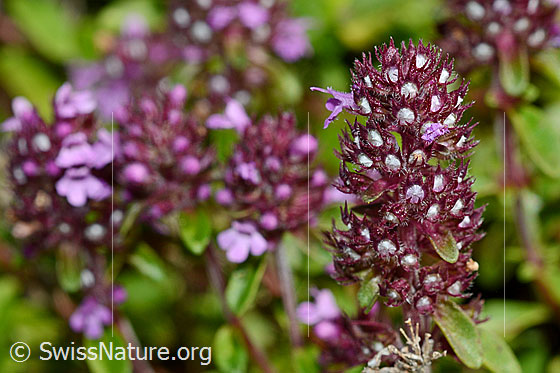 Foto: Arznei-Thymian (Thymus pulegioides). Blütenstand. Blüten geöffnet.