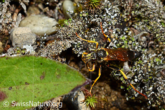 Schlupfwespe (Ichneumon extensorius)