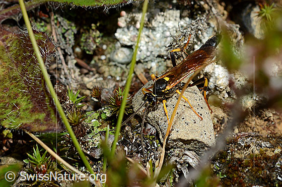 Foto: Schlupfwespe (Ichneumon extensorius), Männchen, Länge 8-16mm.