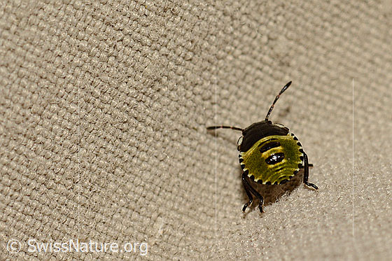 Foto: Kohlwanze (Eurydema oleracea, Alias: Eurydema oleraceum), Larve, Länge 3mm, auf Textil.