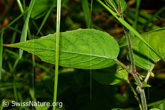 Foto: Grosses Hexenkraut (Circaea lutetiana). Blatt, Oberseite.