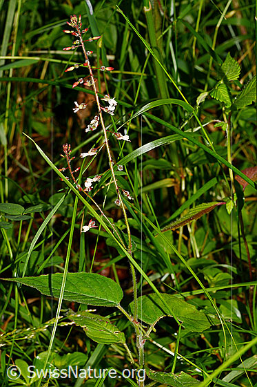 Photo: Circaea lutetiana. Whole plant (habitus).