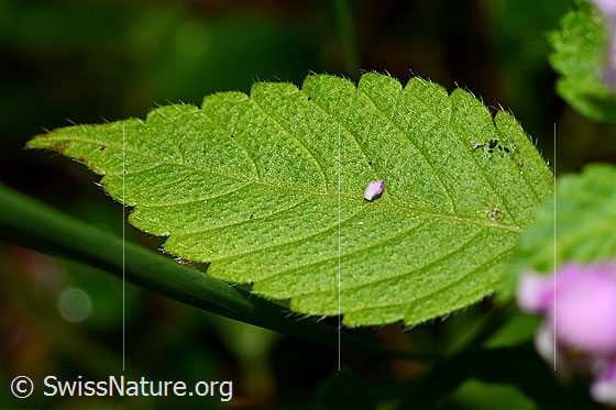 Foto: Wahrscheinlich Ausgerandeter Hohlzahn (Galeopsis bifida). Blatt.