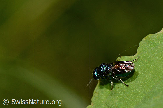 Photo: Cuckoo Wasp (Chrysididae) on leaf of Impatiens noli-tangere. Body length 8mm.
